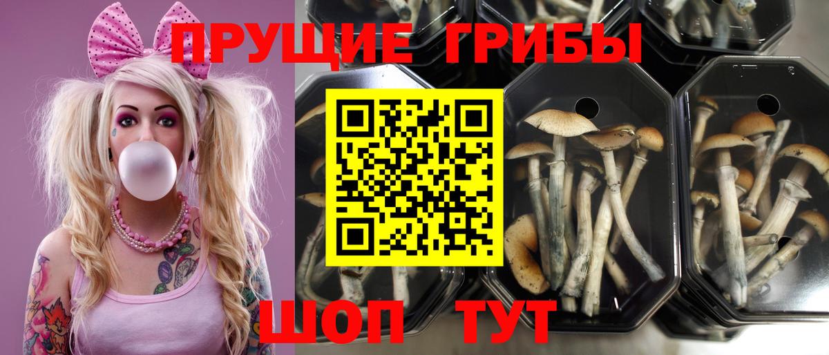 Галлюциногенные грибы Cubensis Верхний Уфалей